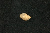 藏品(小椎實螺)的圖片